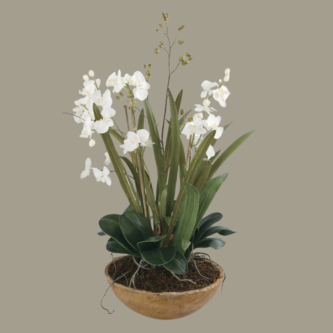 Moth Orchid Planter