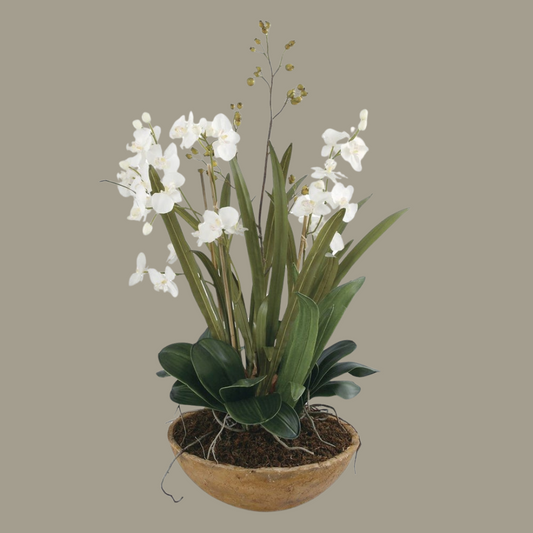 Moth Orchid Planter